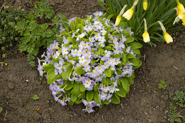 Blue primrose of the 'SuperNova Rose Bicolor' variety in the garden top view. Blooming primula elatior in the flowerbed in the yard. a bush of spring flowers on the ground.