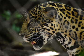 leopardo, animal, felinos, fauna, árbol, jaguar, mamífero, inhospitalario, depredador, naturaleza, zoo, felíno, safari, espacio publicitario, carnivoros, pantera, pelaje, abultado, manchado, peligrosa © Warner