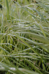 Dew on grass