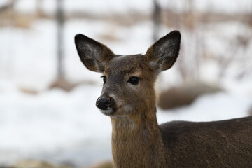 White tailed deer portrait in the snowy winter