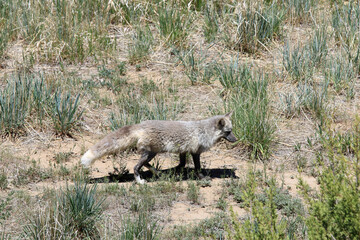 Fototapeta premium Gray fox walking in country field