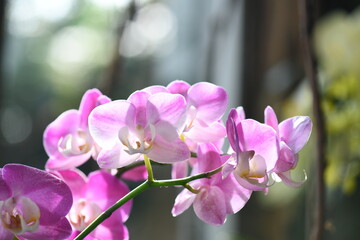Pink and white orchids with sunlight shining through the petals