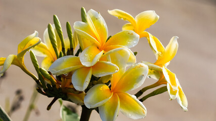 White and yellow plumeria flowers blooming, frangipani, tropical flowers. Soft sunlight on blooming exotic blossom 