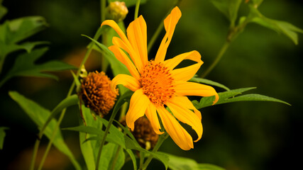 Beautiful Yellow Sunflowers on the blurred Background. Euryops pectinatus flower in the garden, Family Asteraceae