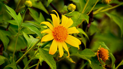 Beautiful Yellow Sunflowers on the blurred Background. Euryops pectinatus flower in the garden, Family Asteraceae