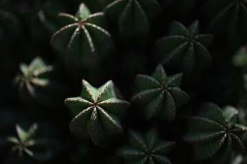Bright green cactus background