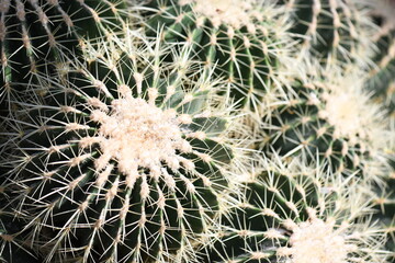 close up of barrel cactus