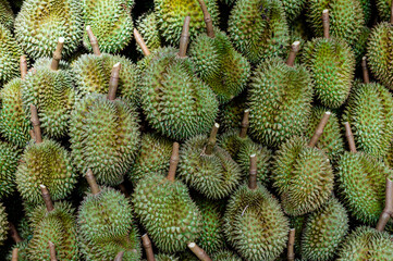 Big durian group waiting to be exported, agriculture in Thailand is product of quality ,king of...