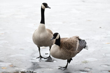Canadian geese on ice