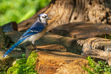 Blue Jay perched on rock