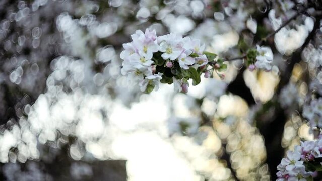 Soft effect blurred background video of a flowering tree in spring, cinematic glare