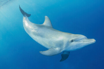 delfin - obrazy, fototapety, plakaty