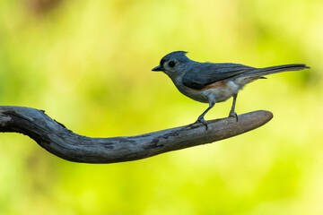 Tufted titmouse on a branch