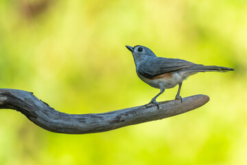 Tufted Titmouse on perched on a branch