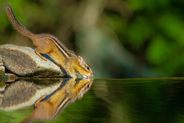 Chipmunk sipping water in a reflecting pond