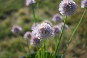 flower on chive plant