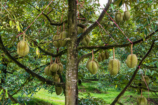 Big durian group on the tree in the garden ready to harvest, product for export, king of fruit in Thailand	
