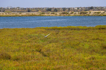 a white and black seagull in flight over a lush green marsh surrounded by vast blue ocean water with blue sky at Bolsa Chica Ecological Reserve in Huntington Beach California USA - Powered by Adobe