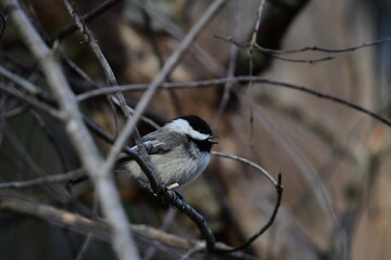 Black Capped Chickadee with beak open