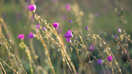 flowers in the field