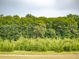 Baumschule am Waldrand