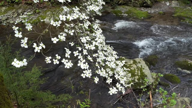 Great Smokey Mountains National Park Smokies Stream + Dogwood Bough