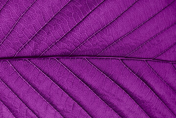 Detail of a purple leaf in macro with clear texture.