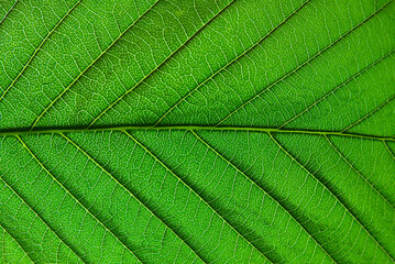 Macro details of a green leaf with clear texture.