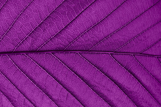 Detail of a purple leaf in macro with clear texture.