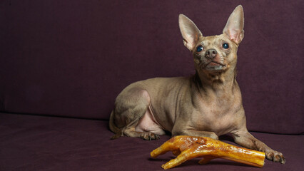 Russian toy terrier lies on a pillow with raw chicken leg. Natural delicacy dog food. The concept of hunger and theft of food.
