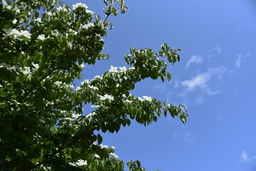 ヤマボウシの花