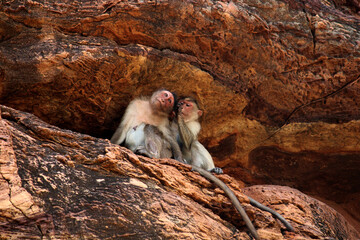 Bonnet macaque family resting in the Badami Fort.