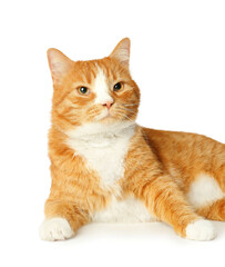 Cute cat isolated on white background