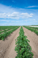 plantation de pommes de terre en rangs dans un champs