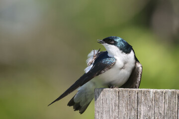 Tree Swallow preening on nesting box

