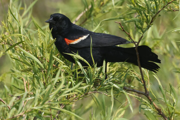 Red Winged blackbird calling and displaying in marsh on summer day