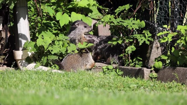 adorable baby groundhogs eating food and playing together on a warm summer morning in the backyard of an urban neighborhood 