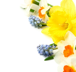 Different beautiful flowers isolated on white