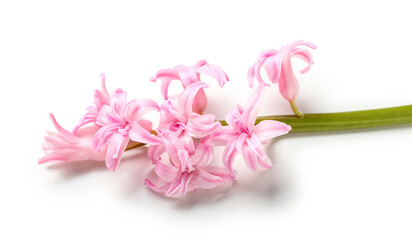 Beautiful pink hyacinth isolated on white, closeup