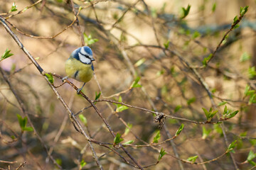 Titmouse on a branch in the forest with a blurred background.