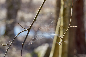 Cobwebs between tree branches in the forest.