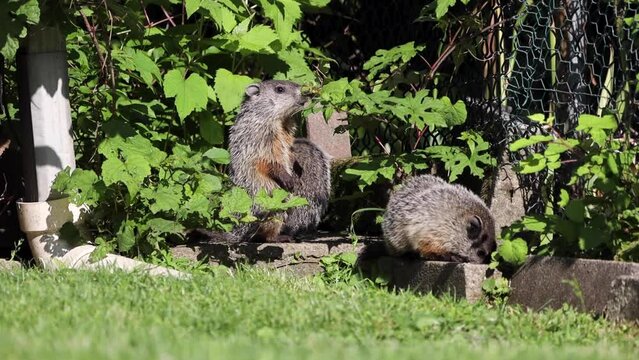 adorable baby groundhogs eating food and playing together on a warm summer morning in the backyard of an urban neighborhood 
