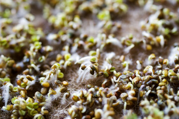 Arugula microgreens close up, soft selective focus, macro. Sprouting greens from seeds for a healthy diet at home