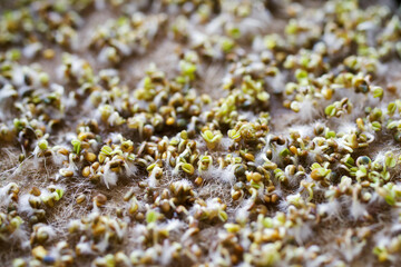 Arugula microgreens close up, soft selective focus, macro. Sprouting greens from seeds for a healthy diet at home