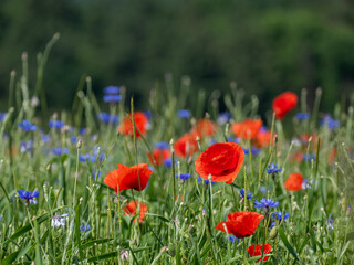 Klatschmohn im Getreidefeld