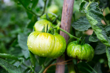 Green large tomatoes on branch in summer garden closeup