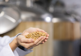 Hands of female brewer holding handful of germinated cereals dried during malting. Concept of preferred organic ingredient for craft beer production