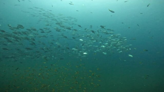 Under Water Film footage - Large school of fish of silver tainted fish turning around - Sailrock in Thailand