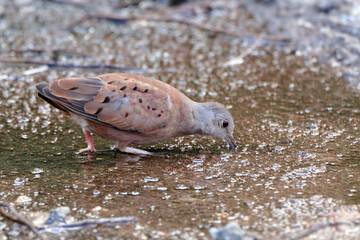 Ruddy Ground-Dove (Columbina talpacoti) drinking water on the ground