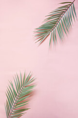 palm leaf background